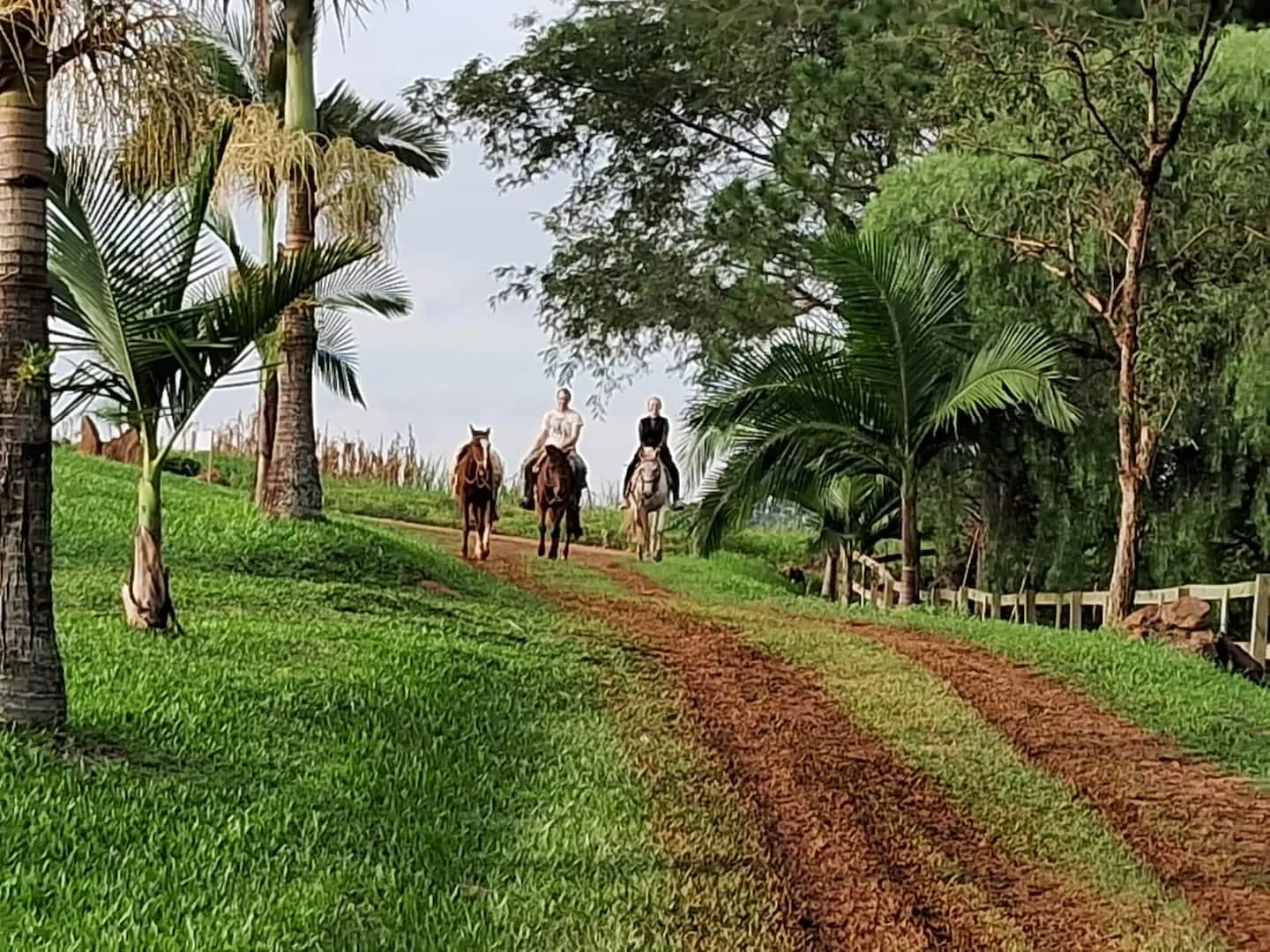 Passeio a cavalo por uma estrada de terra entre árvores
