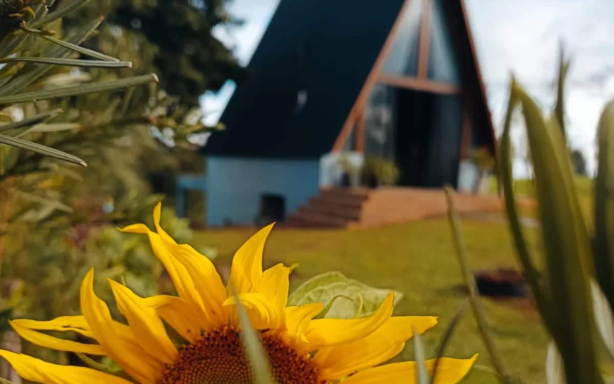 Girassol em flor em primeiro plano, com o Chalé Girassol em A ao fundo
